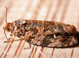Labyrinth Tortrix